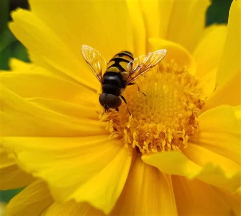 Bee Friendly: Celebrating National Pollinator Week - Sweeney's Custom Landscaping Inc