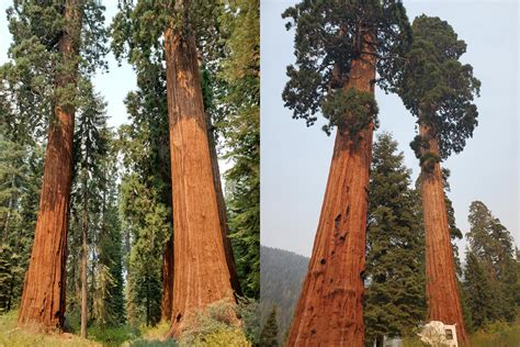 Redwoods vs Giant Sequoias – What’s the Difference?