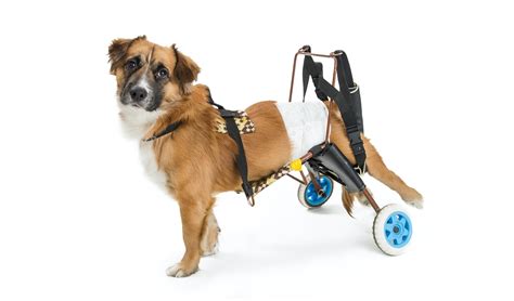 How To Make A Dog Wheelchair: A DIY Guide – Top Dog Tips