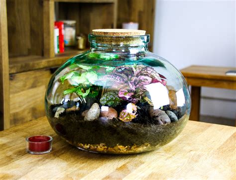 Small Wide Neck Closed Glass Bottle Terrarium 5 litre for indoor plants ...