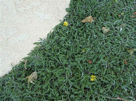 How To Care For Silver Carpet Ground Cover | Storables