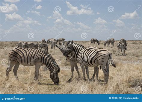 Zebra herd stock image. Image of outdoor, landscape, african - 50954231