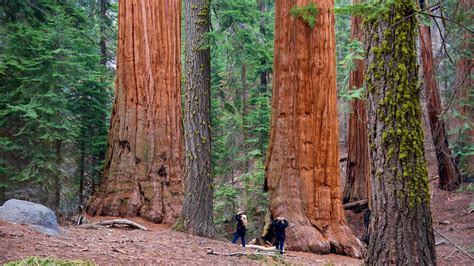 General Sherman Tree Branch