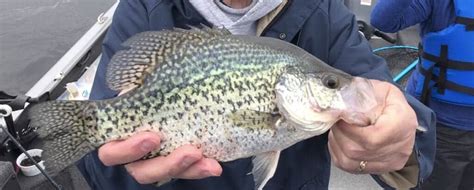 Duluth Area & Lake Superior Fishing Report | AnglingBuzz