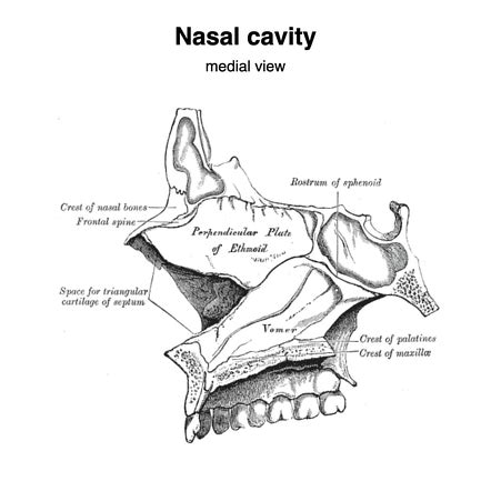 Nasal Septum Anatomy