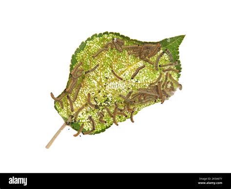 Apple leaf with hairy caterpillar, the larvae of the fall webworm moth, Hyphantria cunea Stock ...