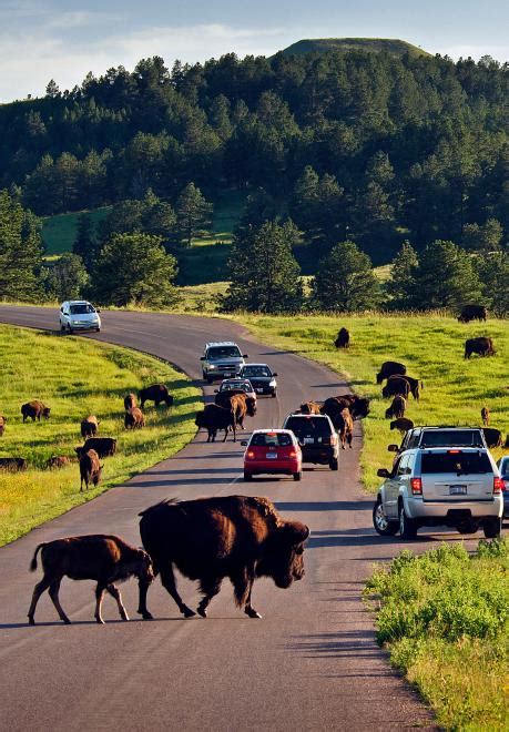 Wildlife Loop State Scenic Byway | Travel South Dakota South Dakota ...