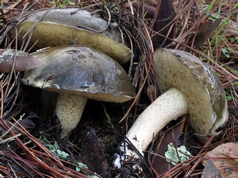 California Fungi: Suillus pungens