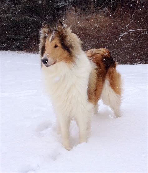 Smooth Collie Puppies Near Me - Pudding to come