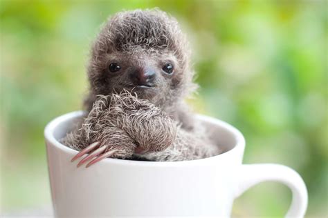 Baby Sloth in a Tea Cup : r/aww