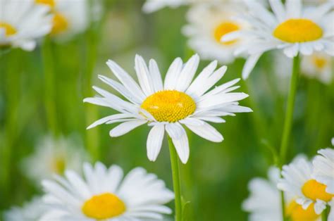 White Flower Meaning and Facts