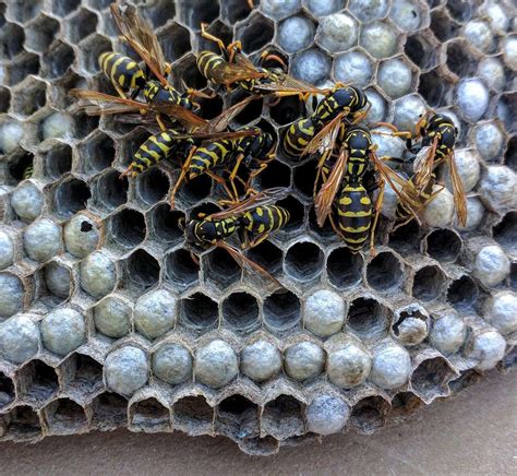 Pest Taxonomy: wasps - Debug