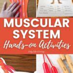 Muscular System Hands-on Activities