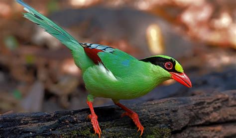 The common green magpie is anything but - Australian Geographic