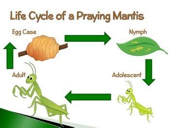 Praying Mantis ~ An Interactive PowerPoint Presentation of their Life Cycle | Praying mantis ...