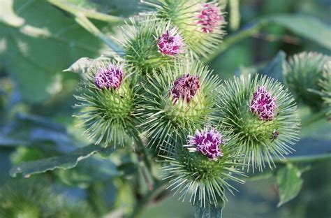 Burdock: It's More Than Just Burs — Four Season Foraging