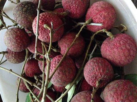 Lychee season, Thailand