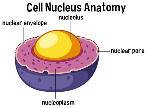 Anatomía del núcleo celular animal 696109 Vector en Vecteezy