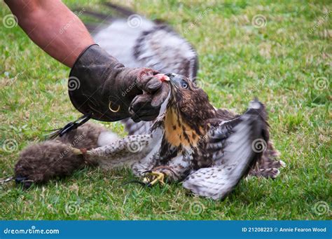 Red-tailed Hawk Hunting Rabbit Stock Photos - Image: 21208223