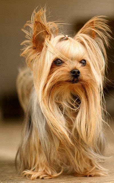 Yorki. Beautiful. | Yorkshire terrier dog, Most popular dog breeds, Yorkie puppy