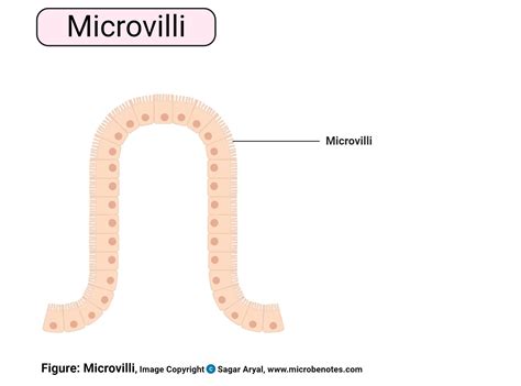 Animal Cell- Definition, Structure, Parts, Functions, Labeled Diagram