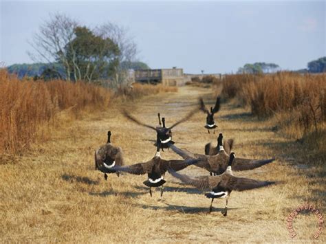 Raymond Gehman Canada Geese Take Flight Along The Fresh Water Marsh ...