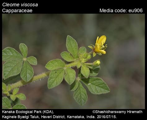 Cleome viscosa | Butterfly