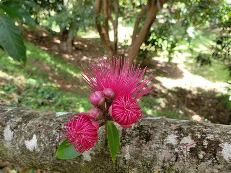 These blooming mountain apple flowers are so beautiful. Plus they smell amazing! : r/gardening