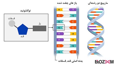 دی ان ای (DNA) چیست؟ - به زبان ساده | مجله بیوزوم