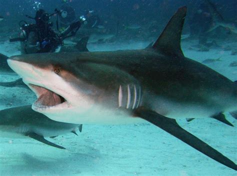 Caribbean Reef Shark - Carcharhinus perezii - Nassau, Bahamas - Photo 7 - Caribbean Reefs