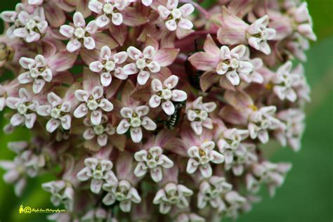 Appalachian Wildflowers – LLOYD'S LENS PHOTOGRAPHY LLC