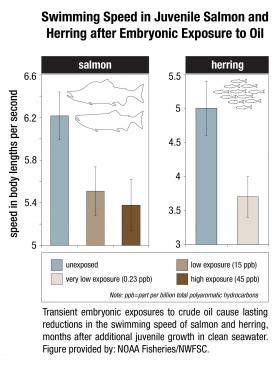 Environmental News Network - The long-term effects of the Exxon Valdez oil spill