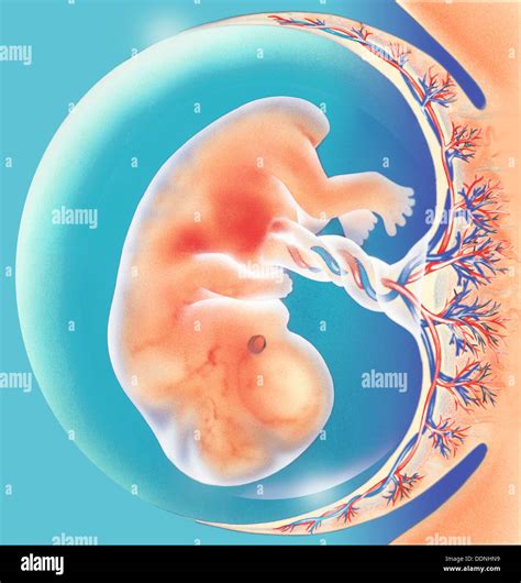 Uterus Placenta Amniotic Sac