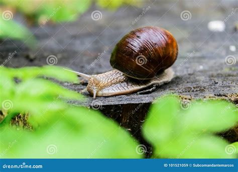 Closeup of a Snail on an Old Stump Amongst the Young Bright Green ...