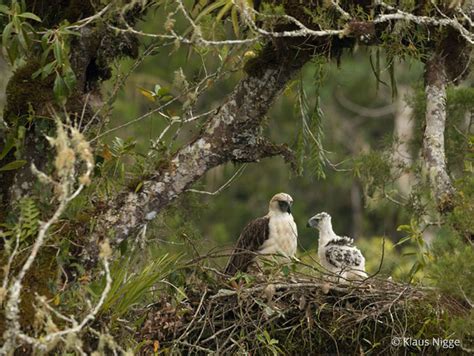 Philippine Eagle (Pithecophaga jefferyi) in Explore Raptors: Facts, habitat, diet | The ...