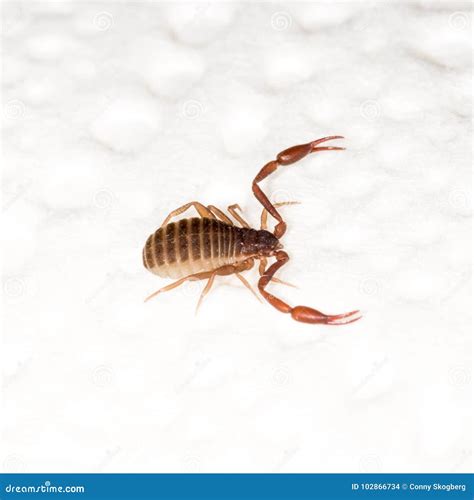 A 3mm Long Book Scorpion with Pincers Stock Photo - Image of segments, pseudoscorpion: 102866734