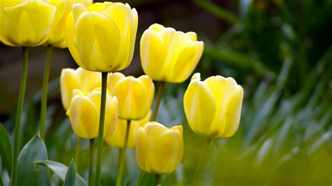 Spring Yellow Flowers - Wallpaper, High Definition, High Quality ...