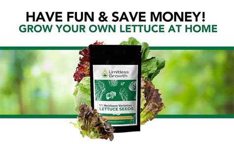 Lettuce Seed Variety Pack - 11 Heirloom Varieties - 11,000+ Seeds! Non ...