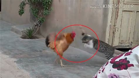 crazy cats fighting with chicken - YouTube