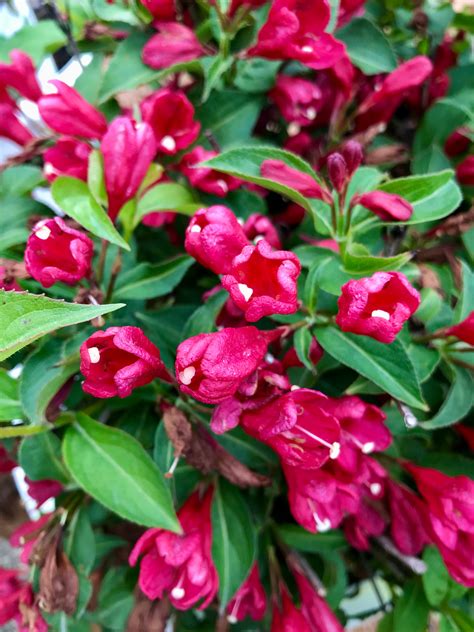 Sonic Bloom® Red Weigela