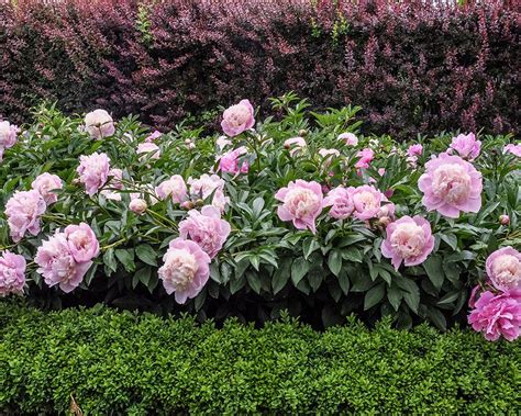 Things you didn't know about peonies – Planting peonies | Planting peonies, Growing peonies ...