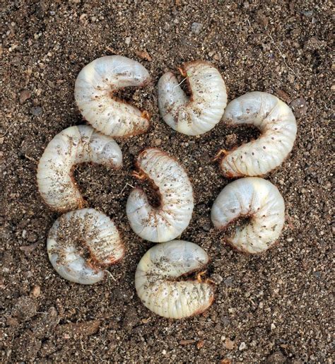 Group of beetle larvae on the ground. — Stock Photo © yod67 #66969889