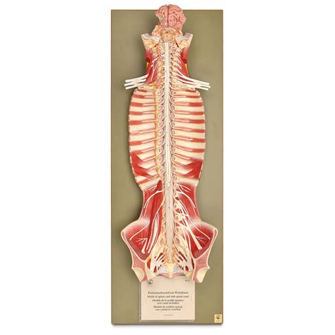 Somso Human Nervous System Model | Carolina Biological Supply