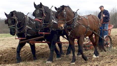 Farm Horse Plowing