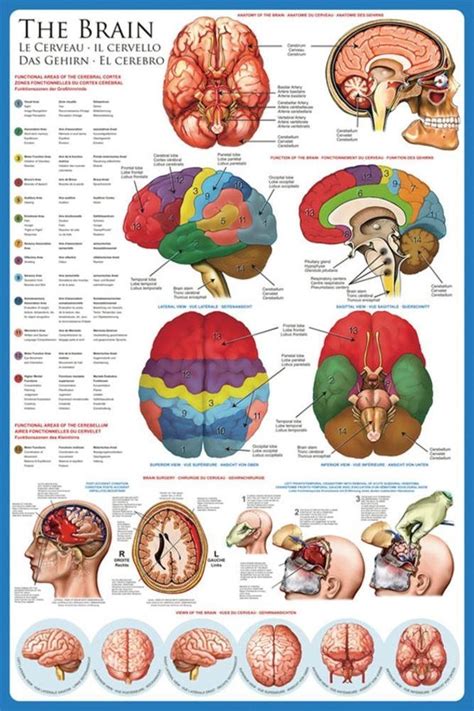 Buy EuroGraphics Laminated The Brain Anatomy Science Chart Print 24X36 ...