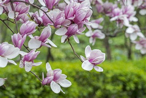 Saucer Magnolia Growing Conditions – Caring For Saucer Magnolias In ...