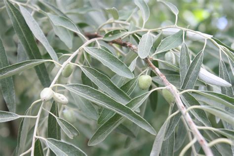 Nitrogen Fixing Shrub and Tree Seed Multi for Permaculture, Forest Gardening, Agroforestry ...