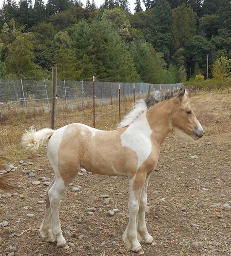 Quarter Horse Buckskin Foal