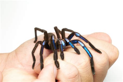 Jewel of the forest: New electric blue tarantula species discovered in ...