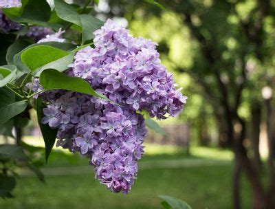 Why Is My Lilac Not Blooming: Reasons A Lilac Bush Never Flowers